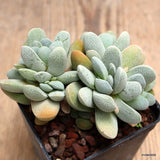 D932 CRASSULA TECTA pot7-H6-W9 cm MaMa Cactus Green Plant