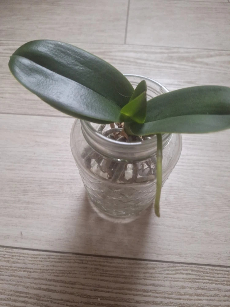 Orchid plant with two glossy green leaves in a clear pot