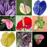 20 Seeds Mixed Anthurium Andraeanum Perennial Balcony Bonsai Potted Garden Plant Flowering Plants