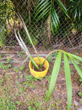 Orchid live Cyrtopodium punctatum rooted Orchids
