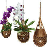 Handmade 100% Thai Bamboo Hanging Orchid Basket Ð 4 Inch, 5 Inch, 6 Inch (Triple Orchids