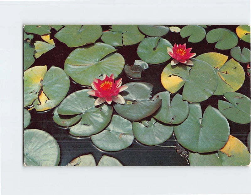 Lily pond postcard print with green lily pads and red-orange flowers