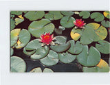 Postcard Pond Lilies Lily