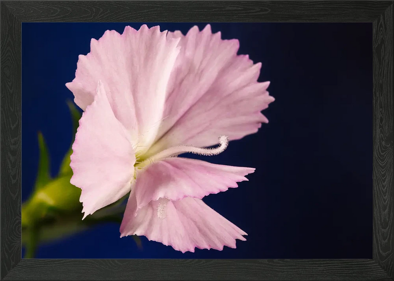 Framed wall art featuring a pink carnation flower with soft petals