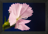 Carnation flower Framed Wall Art Poster Canvas Print Picture Carnation