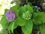 Flowering Bigleaf Hydrangea 15 - 18  inches  tall Qty-1  $22.00  each Hydrangea