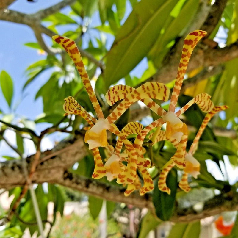 Yellow orchid flowers with long arching petals and orange speckles