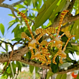 Scorpion Vanda Orcid - Arachnis Maggie Oei'Yellow Ribbon' (6"-9") Orchids