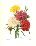 1991 Vintage REDOUTE FLOWER #89 CARNATION BOUQUET VAR Color Art Print Lithograph Carnation
