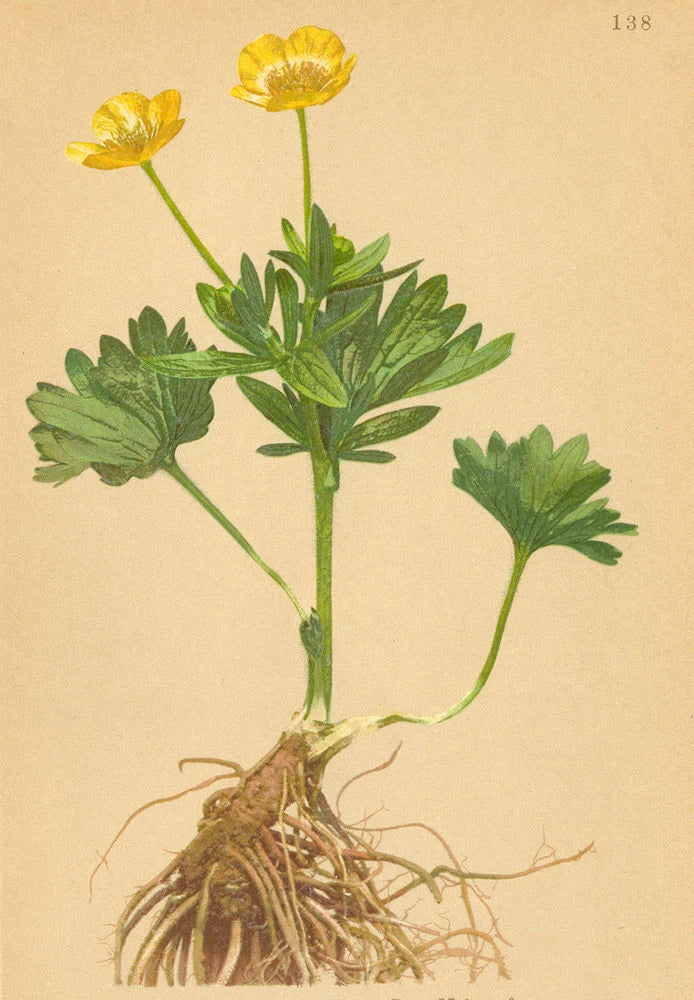 ALPENFLORA ALPINE FLOWERS. Ranunculus montanus W-Berg-Hahnenfuss 1897 print Ranunculus