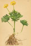 ALPENFLORA ALPINE FLOWERS. Ranunculus montanus W-Berg-Hahnenfuss 1897 print Ranunculus