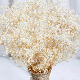 2000+ Dried Babys Breath Flowers Bulk - 17" Ivory White Dried Flower Bouquet, Re Dried Flower