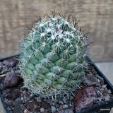 D3416 CORYPHANTHA DELAETIANA pot10-H8-W7 cm MaMa Cactus Green Plant