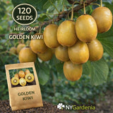20 Golden Kiwi Seeds Heirloom Fruit Vine Sweet Garden Easy Grow Garden Plants
