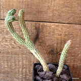 D4708 EUPHORBIA MULTICLAVA pot10-H20-W15 cm MaMa Cactus Green Plant