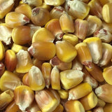 Yellow Corn Seeds for Planting | 1280+ Seeds (1lb) Non-GMO | Garden Seeds Garden Plants