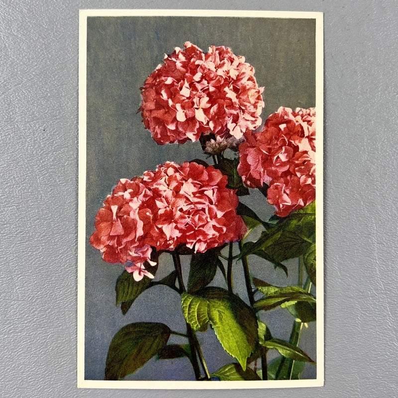 Floral Flowers Postcard Thor E Gyger Unposted 1409 Hydrangea Switzerland Hydrangea