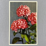 Floral Flowers Postcard Thor E Gyger Unposted 1409 Hydrangea Switzerland Hydrangea