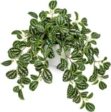 Artificial Potted Plant Faux Watermelon Peperomia Trailing Vine Home Decor Green Plant