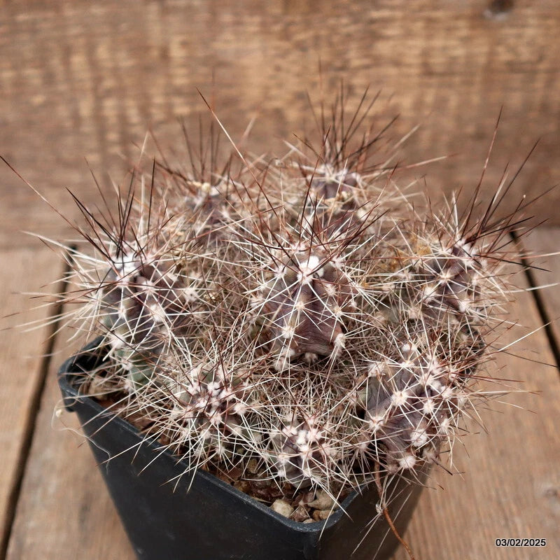 Cactus plant in dark pot with dense light spines and green base