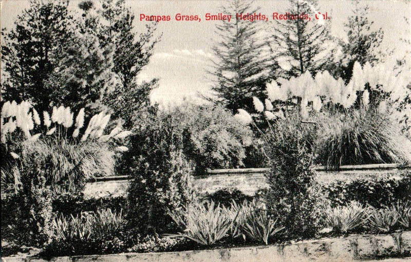 Pampas Grass, Smiley Heights, Redlands, California CA RPPC Postcard Pampas Grass