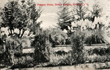 Pampas Grass, Smiley Heights, Redlands, California CA RPPC Postcard Pampas Grass