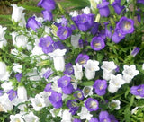 CANTERBURY BELLS CUP AND SAUCER MIX Campanula Medium - 500 Seeds Garden Plants