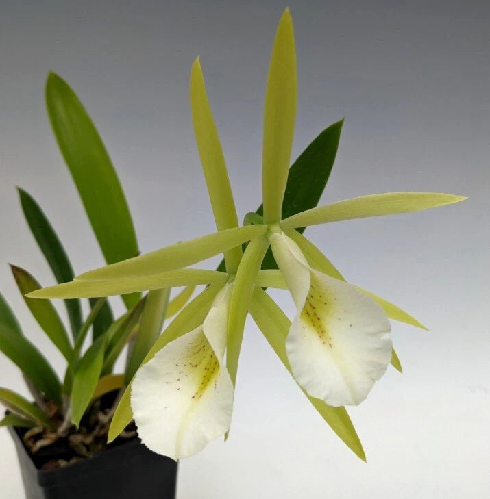 White orchid plant with speckled blooms and green leaves in black pot