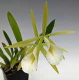 White orchid plant with speckled blooms and green leaves in black pot
