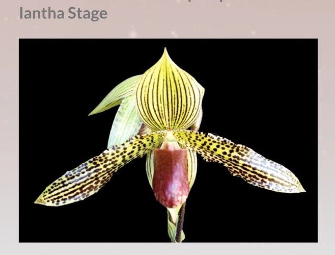 Paphiopedilum orchid flower with pale yellow-green petals and speckled striped lip