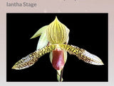 Paphiopedilum Iantha  Stage (Sukhakulii x Rothschildianum) Orchids