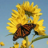 Maximilian Sunflower Seeds | PERENNIAL Flowers Butterflies Finches | Non-GMO USA Sunflower