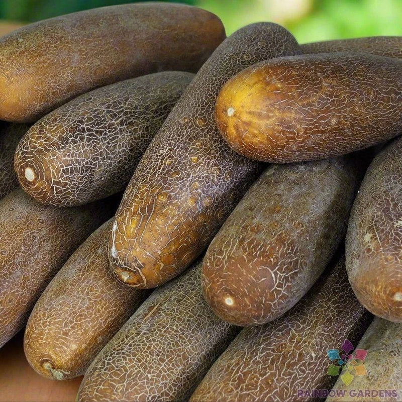25+ Brown Russian Cucumber Seeds for Garden Planting - USA - FREE SHIPPING! Garden Plants