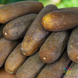 25+ Brown Russian Cucumber Seeds for Garden Planting - USA - FREE SHIPPING! Garden Plants