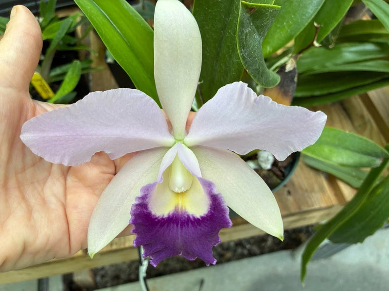 Purple-and-white Cattleya orchid flower with green leaves