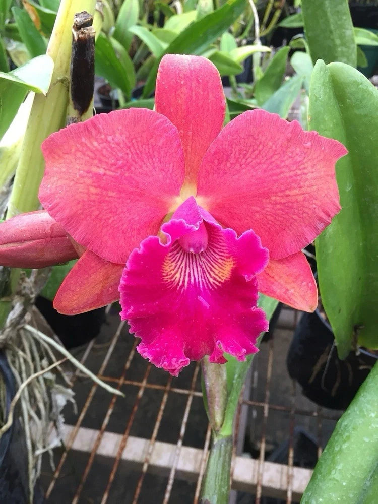 Pink Cattleya orchid flower with ruffled red-pink petals and purple center