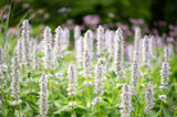 500 GIANT YELLOW HYSSOP Agastache Nepetoides Herb Flower Seeds *Flat S/H Flowering Plants