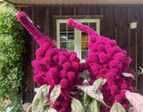 100 Organic ELEPHANT HEAD AMARANTHUS Amaranthus Gangeticus Burgundy Red Flower S Flowering Plants