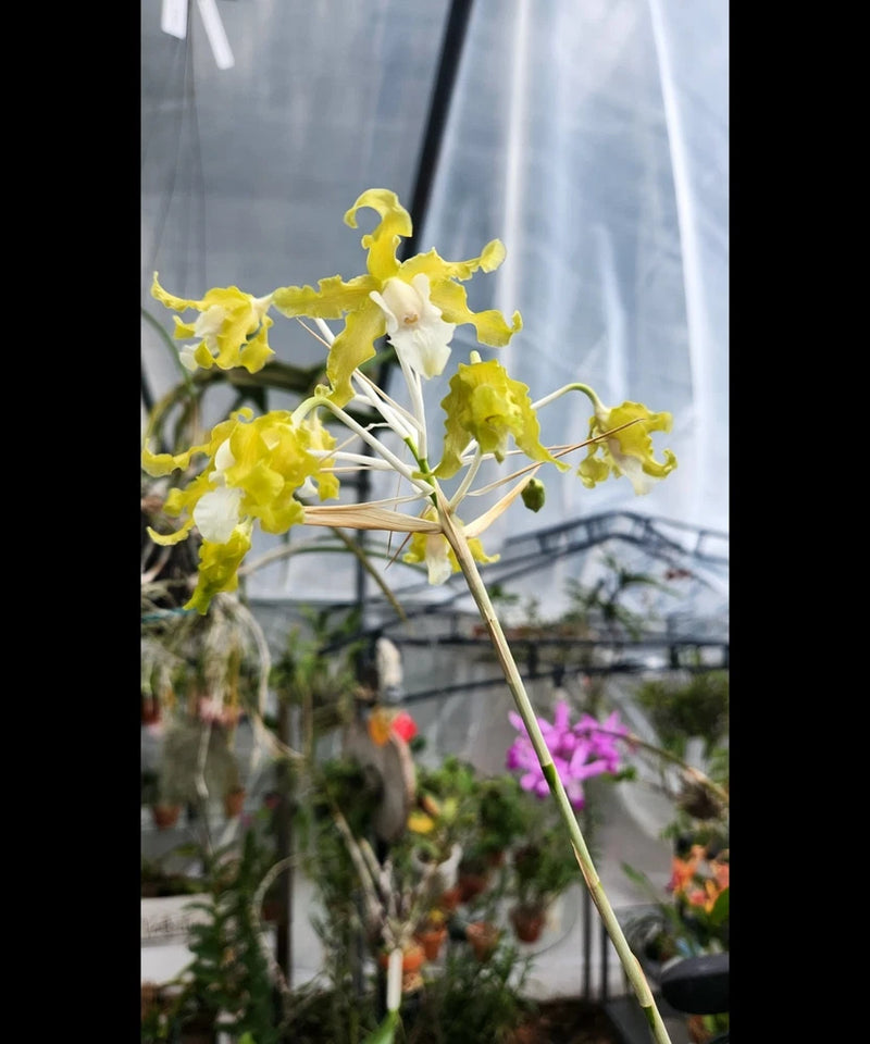 Laelia undulata orchid with white and yellow ruffled blooms