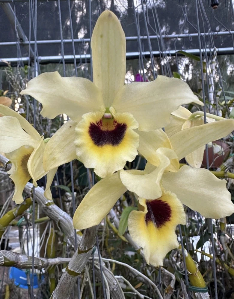 Yellow Dendrobium orchid with pale petals and dark burgundy centers, multiple blooms