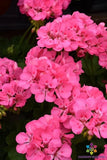 25+ Patriot Tickled Pink Geranium Seeds for Garden - USA - FREE SHIPPING! Garden Plants