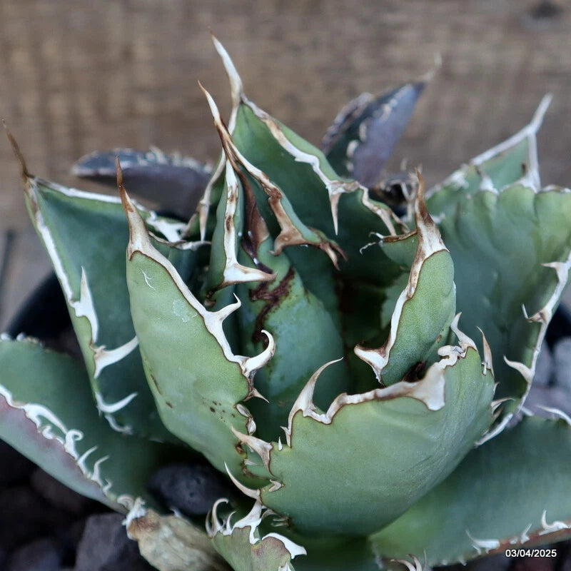D160 AGAVE TITANOTA pot18-H14-W18 cm MaMa Cactus Green Plant