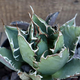 D160 AGAVE TITANOTA pot18-H14-W18 cm MaMa Cactus Green Plant