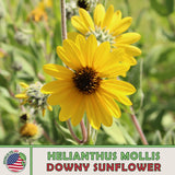 100 Downy Sunflower Seeds, Helianthus mollis, Ashy Sunflower, Native Perennial Sunflower
