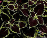 25+ Green Tipped Black Coleus Seeds for Garden Planting - USA - FREE SHIPPING! Garden Plants