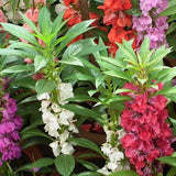 Tom Thumb Impatiens Seeds | Heirloom Non-GMO | Free Shipping | Seed Store | 1264 Flowering Plants