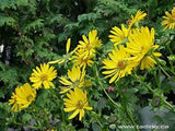 CUP PLANT - SILPHIUM PREFOLIATUM - 50+ SEEDS - NEW CROP! - LOOK! Flowering Plants