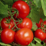 BONNY BEST TOMATO SEEDS 50+ INDETERMINATE GARDEN vegetables SAUCE FREE SHIPPING Garden Plants