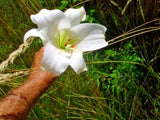 25 WHITE FORMOSA LILY SEEDS -  Lilium formosanum - giant 6 - 7 foot tall Garden Plants