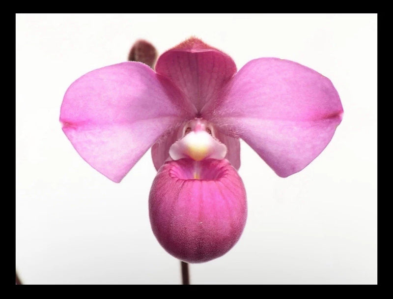 Pink-purple orchid blossom with three petals and bulb-shaped lip